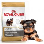 Yorkshire Terrier Junior (Йоркширский Терьер Юниор)