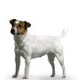 MINI - Продукты для собак мелких размеров: от 4 до 10 кг